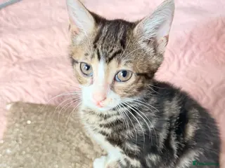 British Shorthair cats Purr-fect ** Kittens Ready for new home - Advert 4
