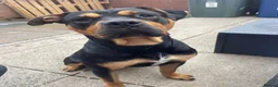 Mixed Breed dogs for sale: Rocco 19 month old Rottweiler cross - Advert 2