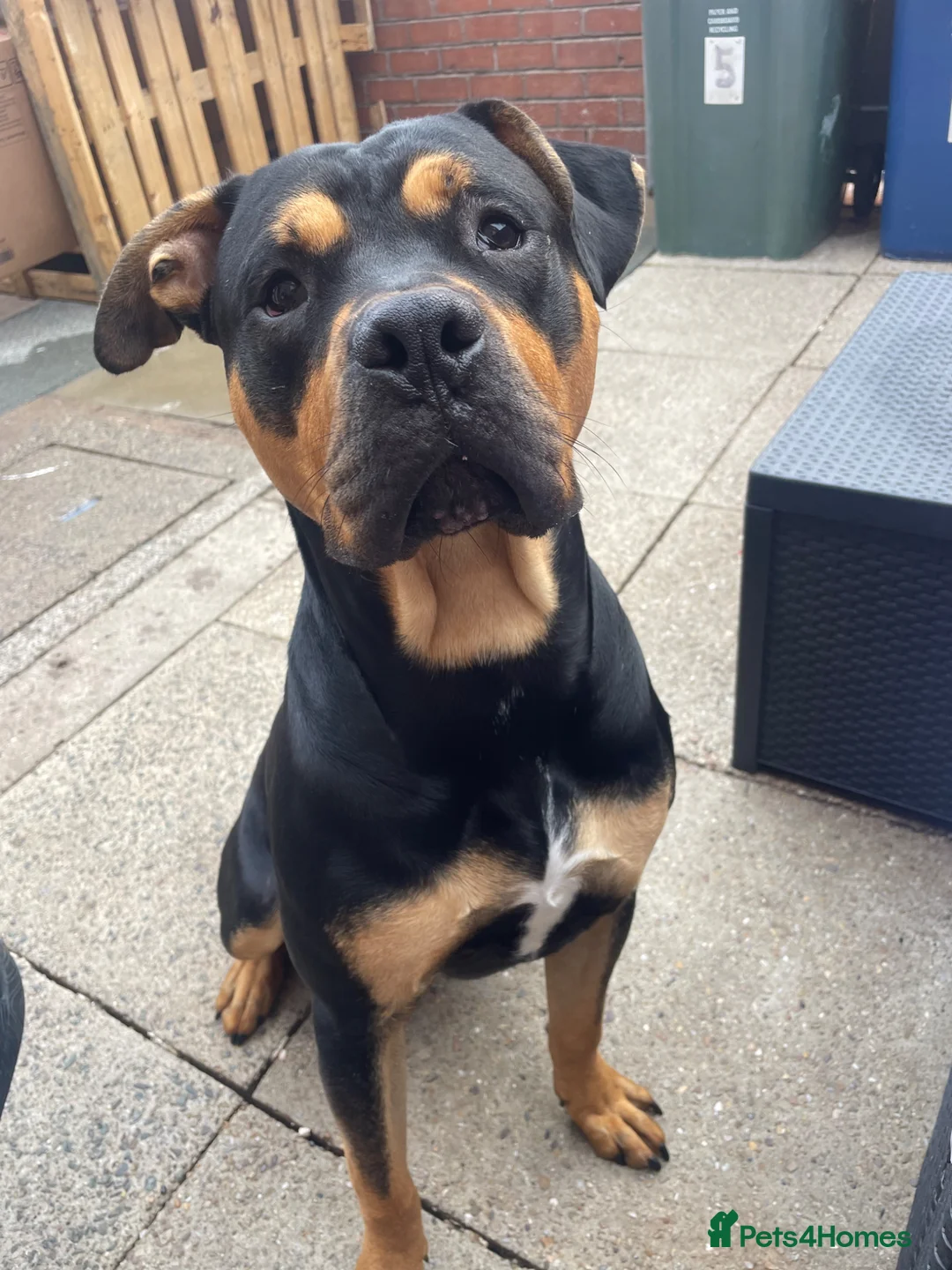 Mixed Breed dogs for sale: Rocco 19 month old Rottweiler cross - Advert 2