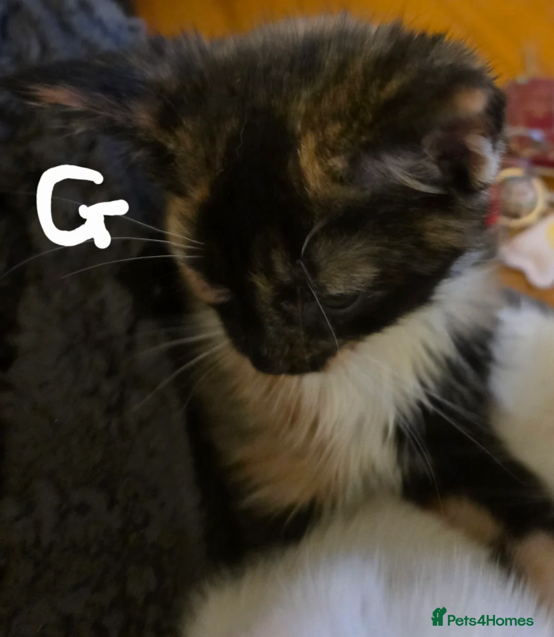 Mixed Breed cats for sale: Kittens  - Advert 27