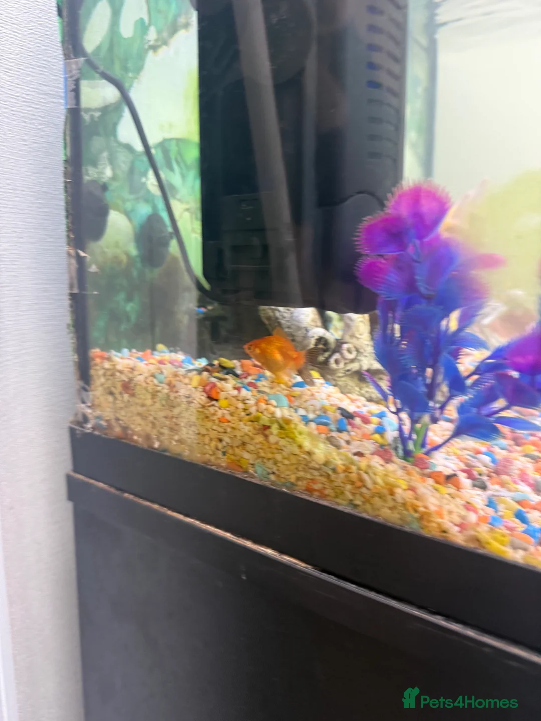 Mixed Breed dogs for sale: Pocket bulldog  Siberian husky x pocket pitskys - Advert 3