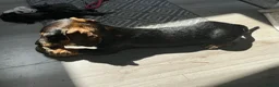 Dachshund dogs for sale: Standard Wirehaired Dachshund Puppy - Advert 4