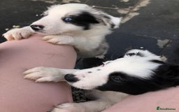 Border Collie dogs for stud: *STUD* in Consett - Image 7