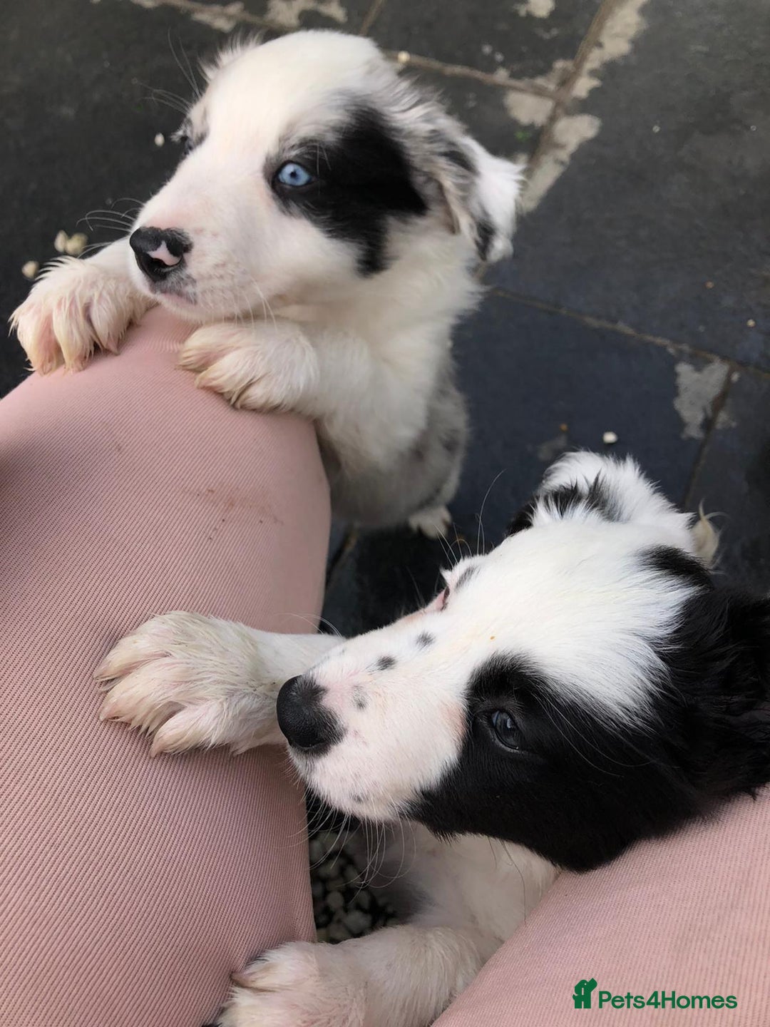 Border Collie dogs for stud: *STUD* in Consett - Image 7