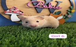 Hamster rodents for sale: Syrian Hamster Babies Pedigree Baby Male Female - Image 6