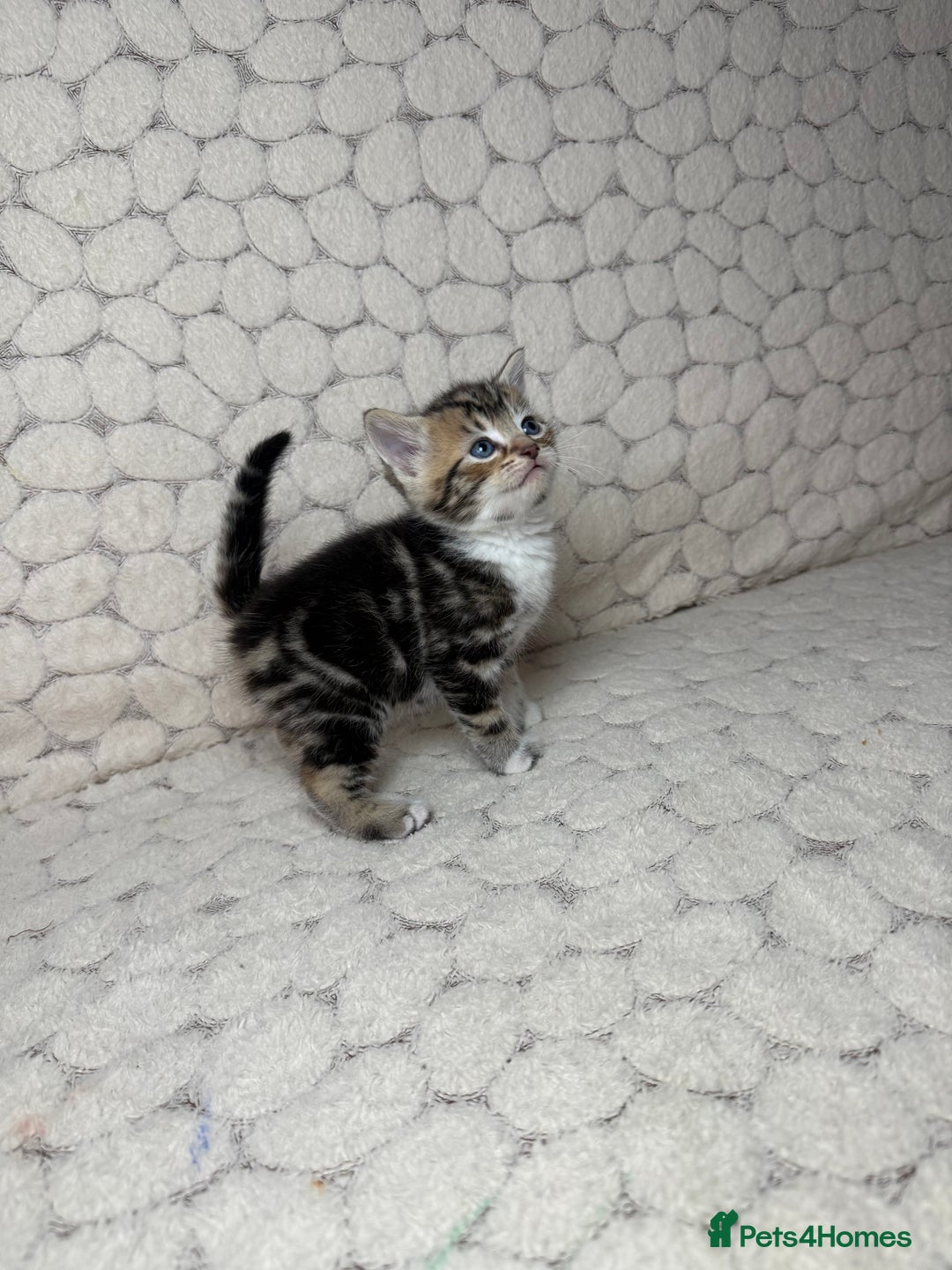Mixed Breed cats for sale: ONLY ONE LITTLE BOY KITTEN LEFT - Advert 6