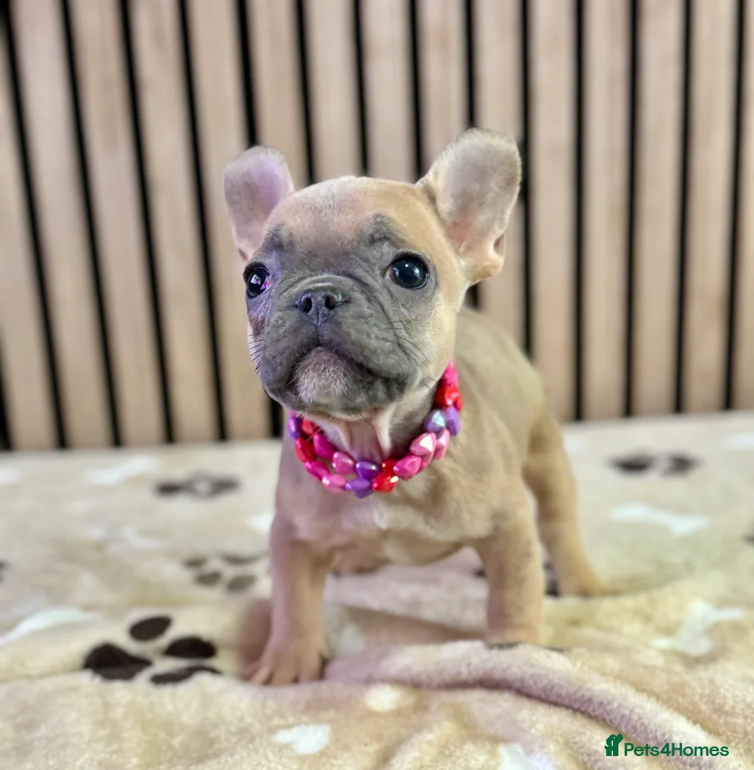 French Bulldog dogs for sale: KC REGISTERED FRENCH BULLDOG 🐶 - Advert 14