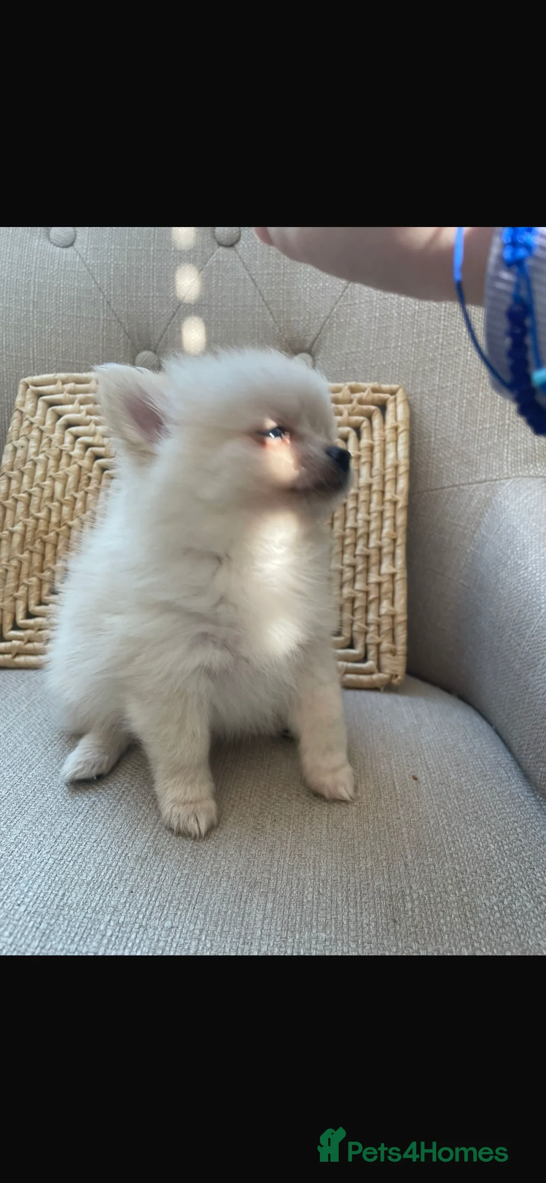 Pomchi dogs for sale: Pomchi - Advert 6