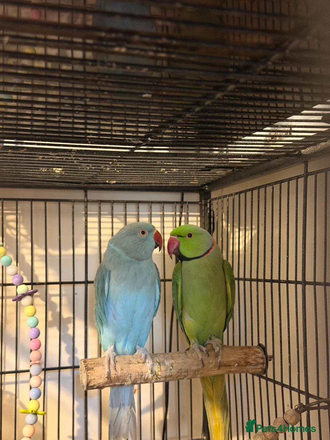 Ringnecks birds for sale: Beautiful Blue Female Indian Ringneck – 1 Year Old - Advert 6