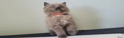 Ragdoll cats for stud: 100% proven boy for stud in Wakefield - Advert 16