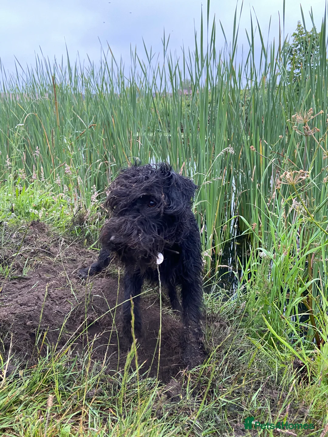 Patterdale Terrier dogs for stud: Patterdale/Black fell terrier for stud in Liverpool - Advert 4