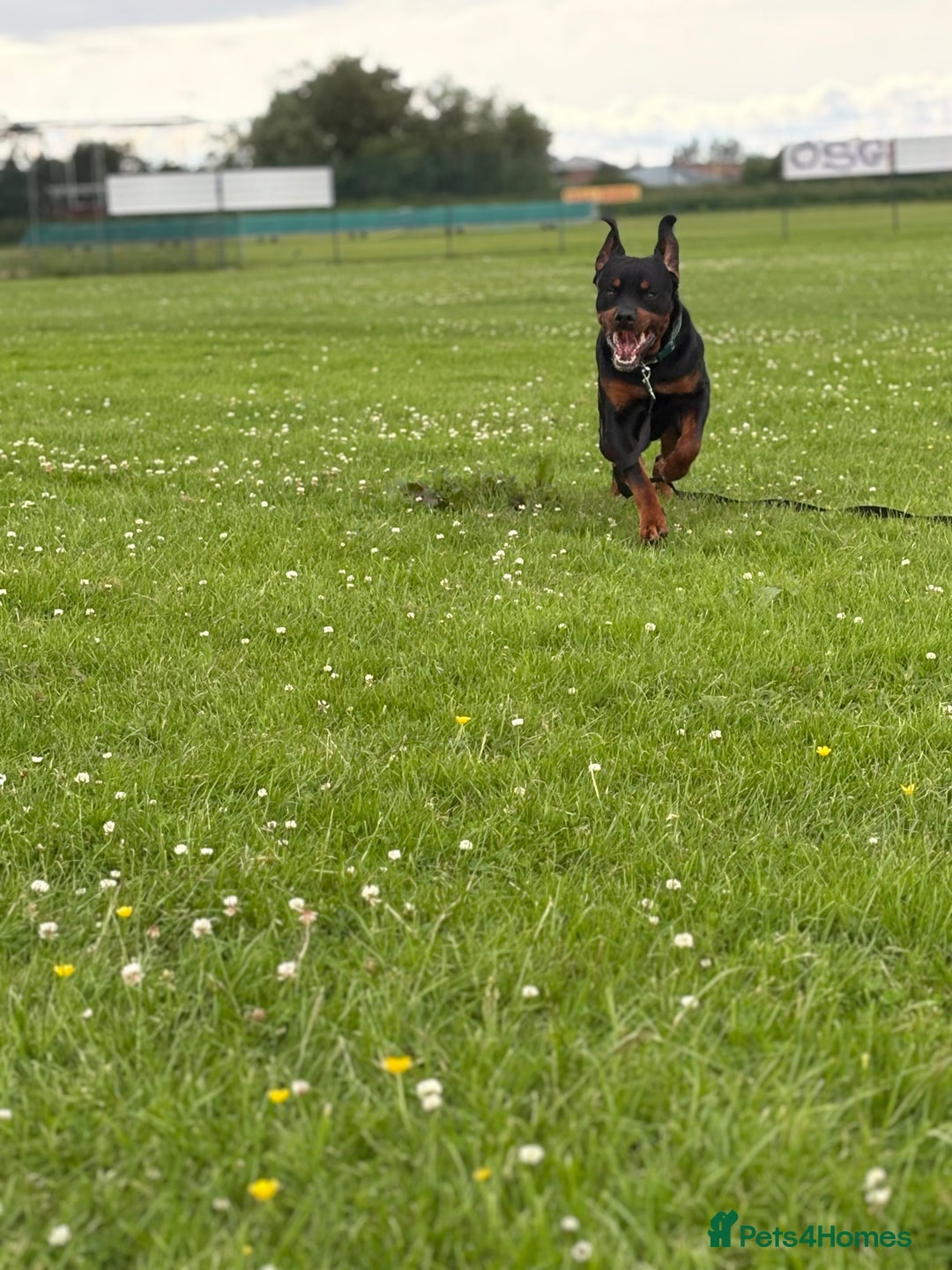 Rottweiler dogs for sale: 2yr old male Rottweiler  - Image 6