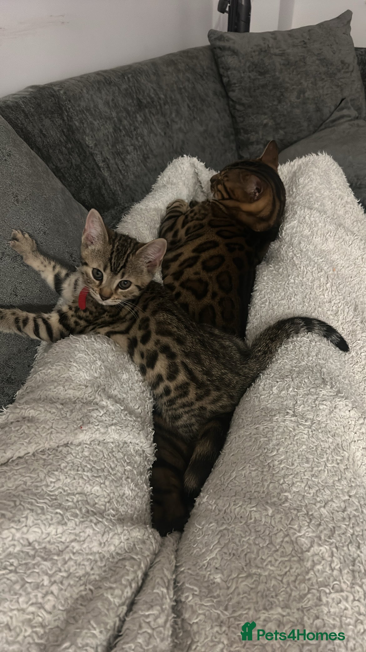 Mixed Breed cats 2 beautiful bengal x American shorthair kittens - Advert 2