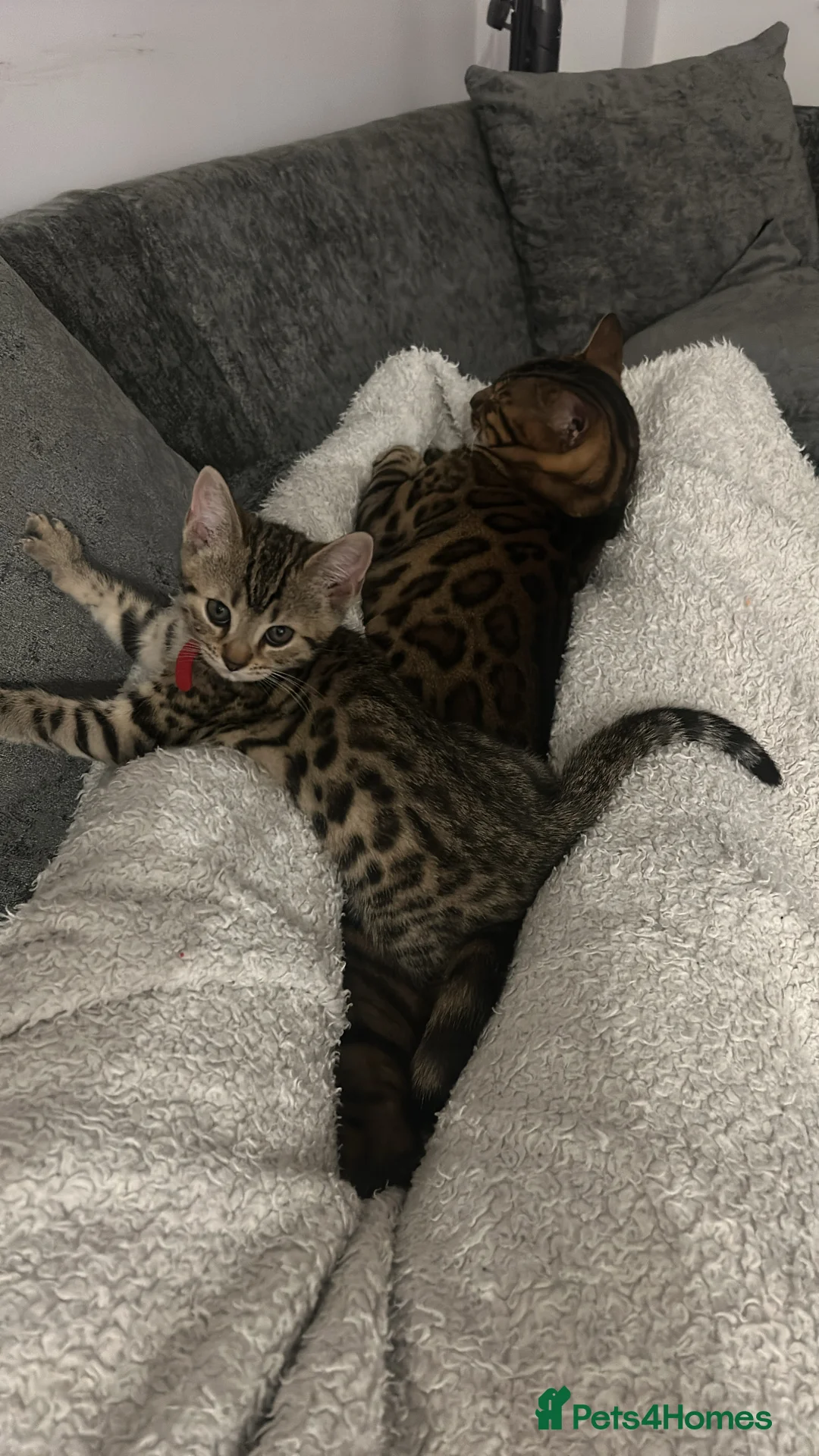 Mixed Breed cats for sale: 2 beautiful bengal x American shorthair kittens in Burnham-on-Crouch - Advert 2