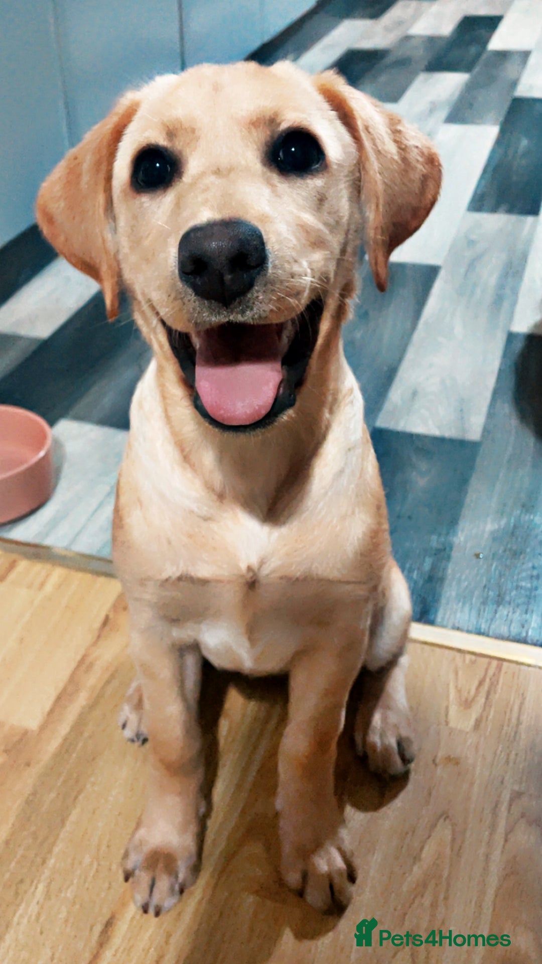 Labrador Retriever dogs for sale: Labrador puppy looking for her forever home - Image 5