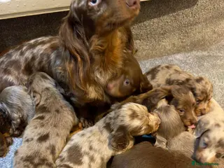 Miniature Dachshund dogs Miniature Dachshund litter of 4 puppies - Advert 6