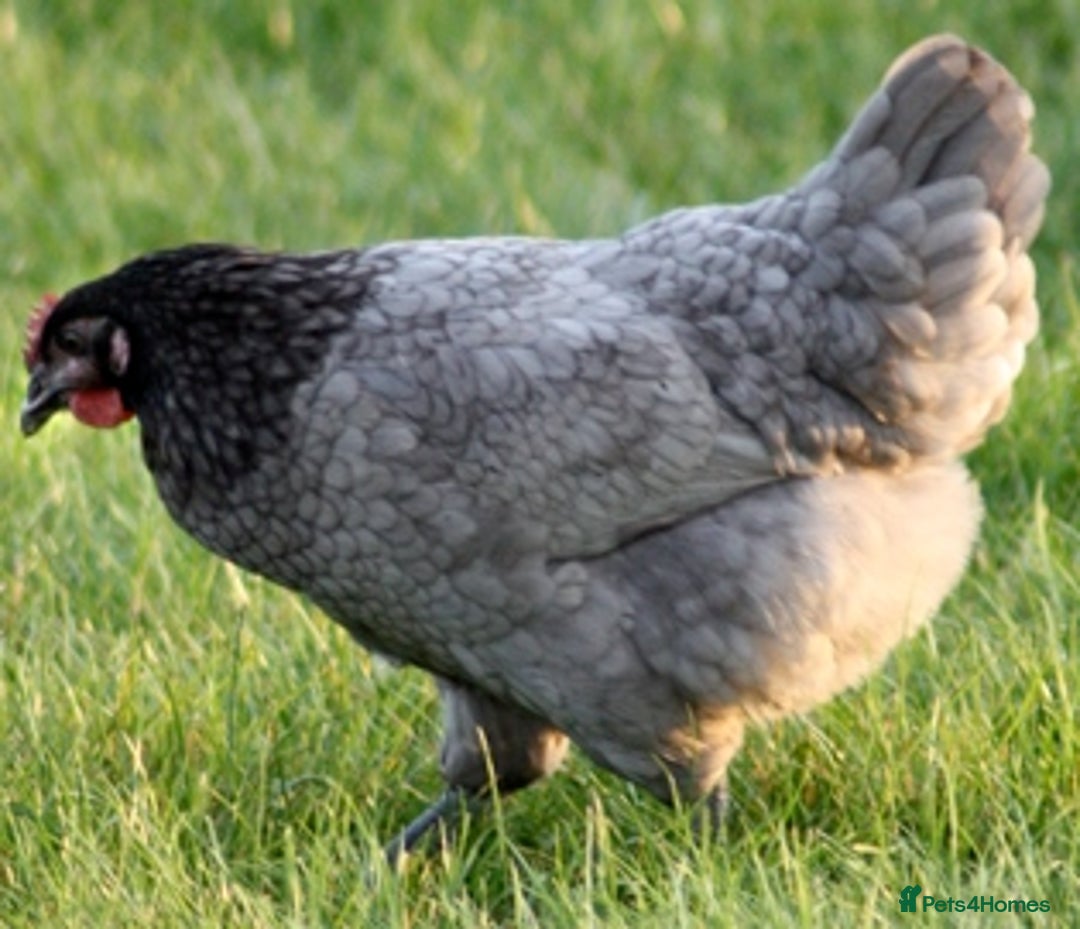 Chickens poultry for sale: Chickens for sale - Advert 4