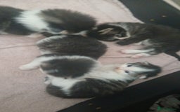 British Longhair cats for sale: Long haired kittens for sale - Image 6