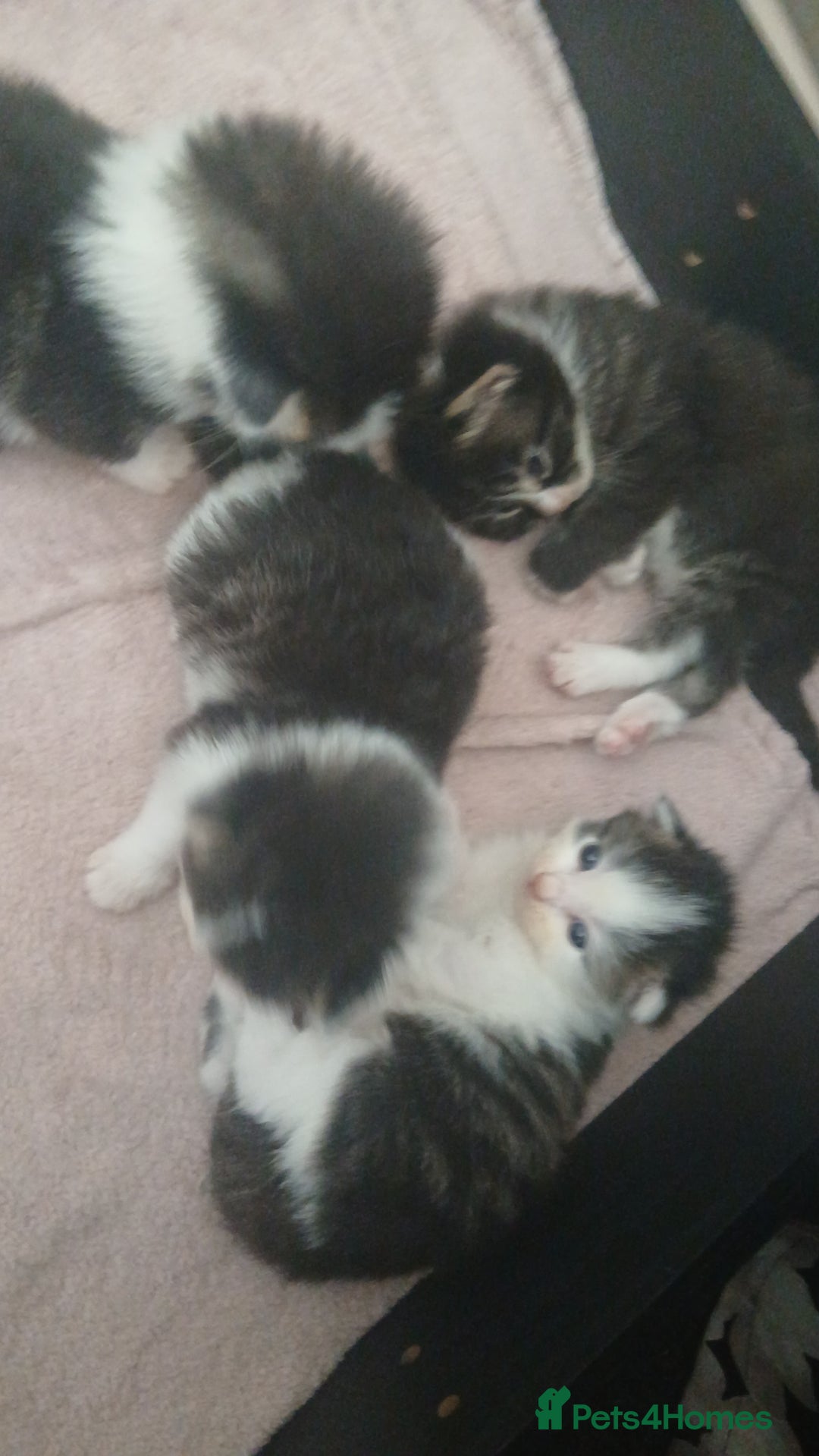 British Longhair cats for sale: Long haired kittens for sale - Image 6