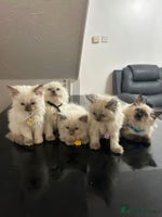 Ragdoll cats Male£500, female£600 - Advert 5