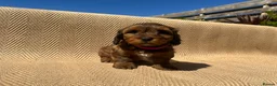 Mixed Breed dogs for sale: Havatoodle Pups - Advert 31