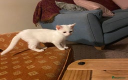 British Shorthair cats for sale: Two White British short hair kittens - Image 4