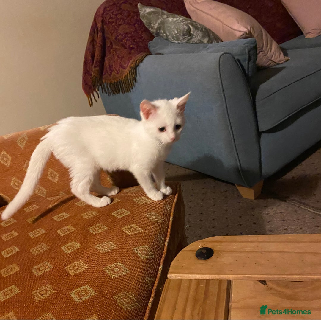 British Shorthair cats for sale: Two White British short hair kittens - Image 4