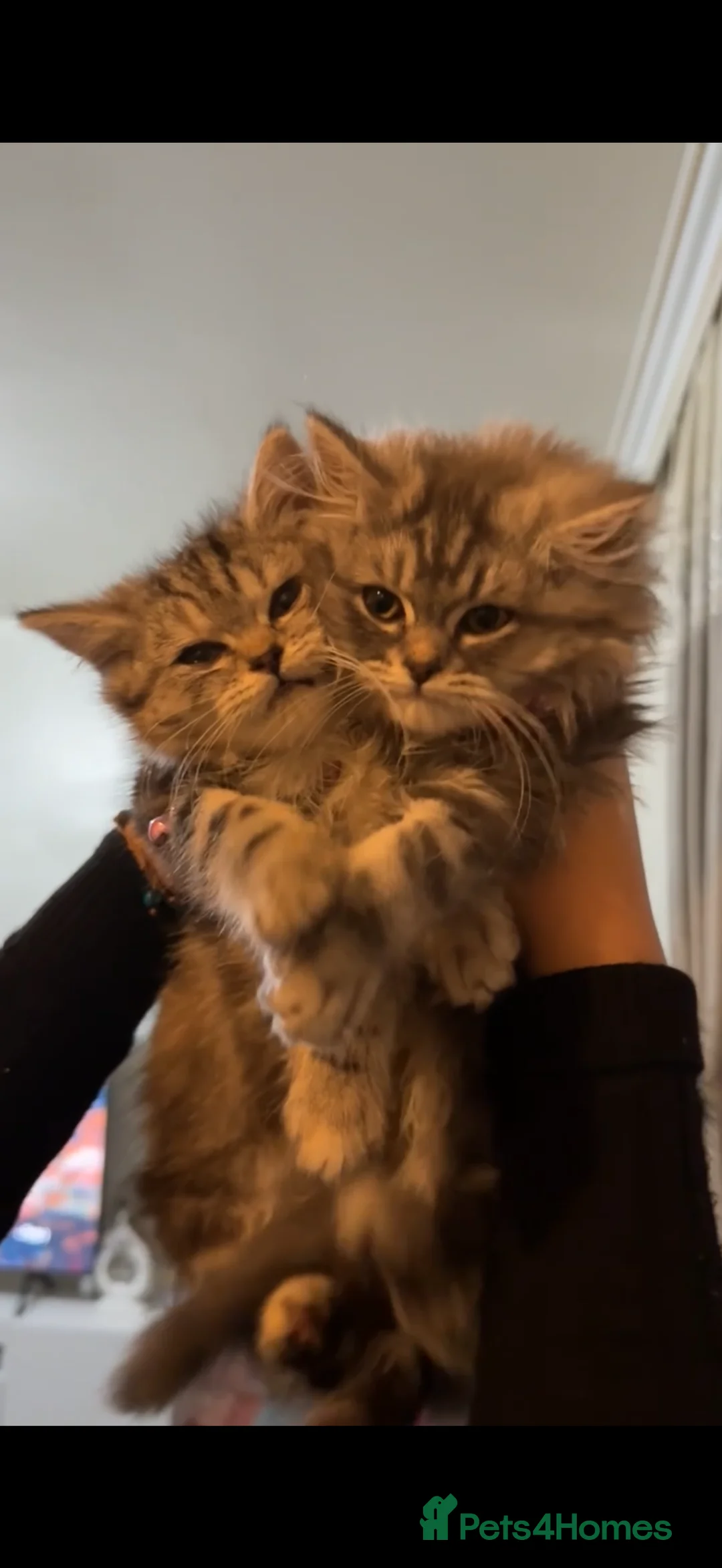 British Longhair cats for sale: My lovely friend for sale - Advert 9