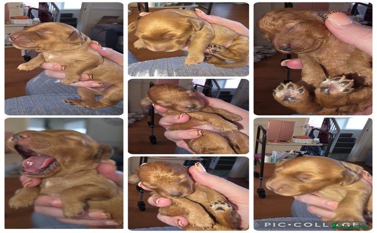 Cockapoo dogs Mini red cockapoo puppies ready 17th Jan 2026  - Advert 18