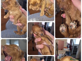 Cockapoo dogs Mini red cockapoo puppies ready 17th Jan 2026 - Advert 17