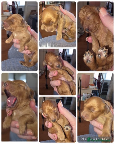 Cockapoo dogs Mini red cockapoo puppies ready 17th Jan 2026 - Advert 18