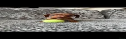 Dachshund dogs for sale: Miniature Dachshund - Advert 14