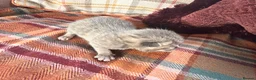 Mixed Breed cats for sale: Beautiful British Shorthaired Cross Kittens - Advert 20