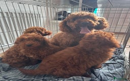 Maltipoo dogs for sale: Health tested rare coat red maltipoos for sale🐶!! - Image 14