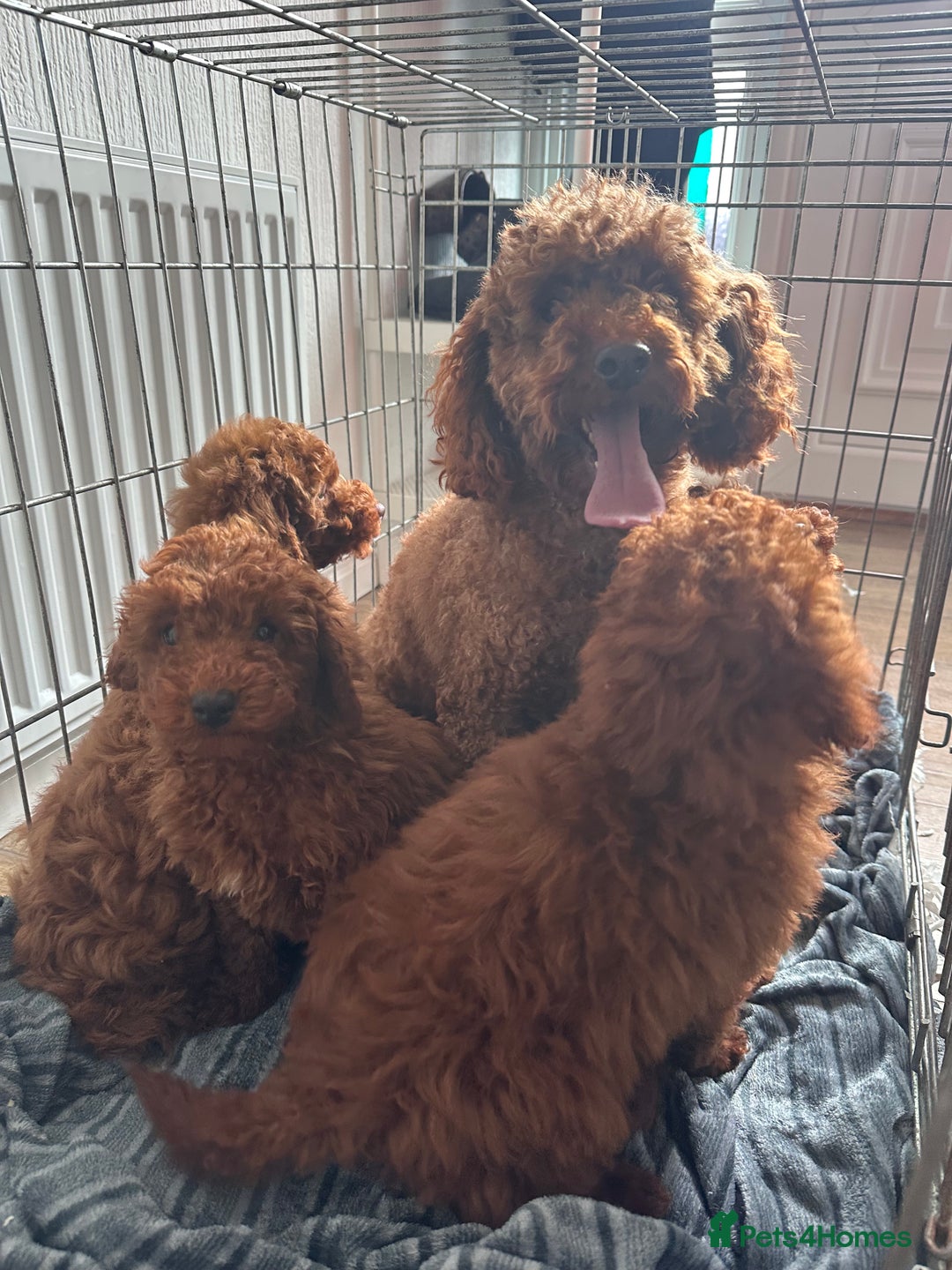 Maltipoo dogs for sale: Health tested rare coat red maltipoos for sale🐶!! - Image 14