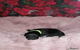 Cavapoo dogs for sale: Exceptional Cavapoo babies  - Image 5