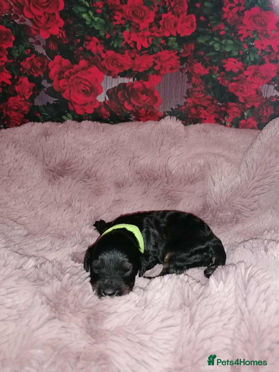 Cavapoo dogs for sale: Exceptional Cavapoo babies  - Image 5