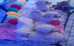 Poochon dogs for sale: Beautiful Poochon Puppies - Image 9