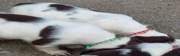 English Springer Spaniel dogs for sale: 3 Springer Boys available  - Advert 10
