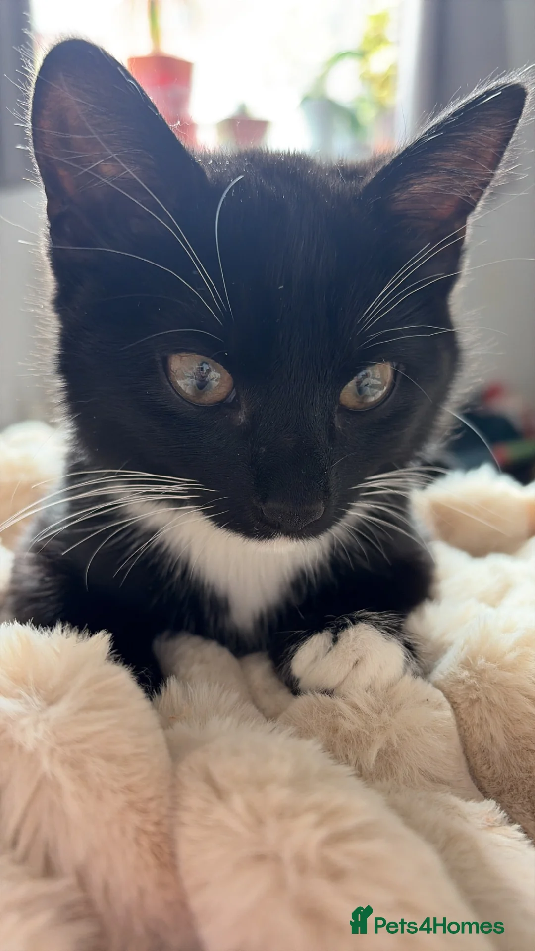 British Shorthair cats for sale: Cute kitten needs new home  in Darlington - Advert 2