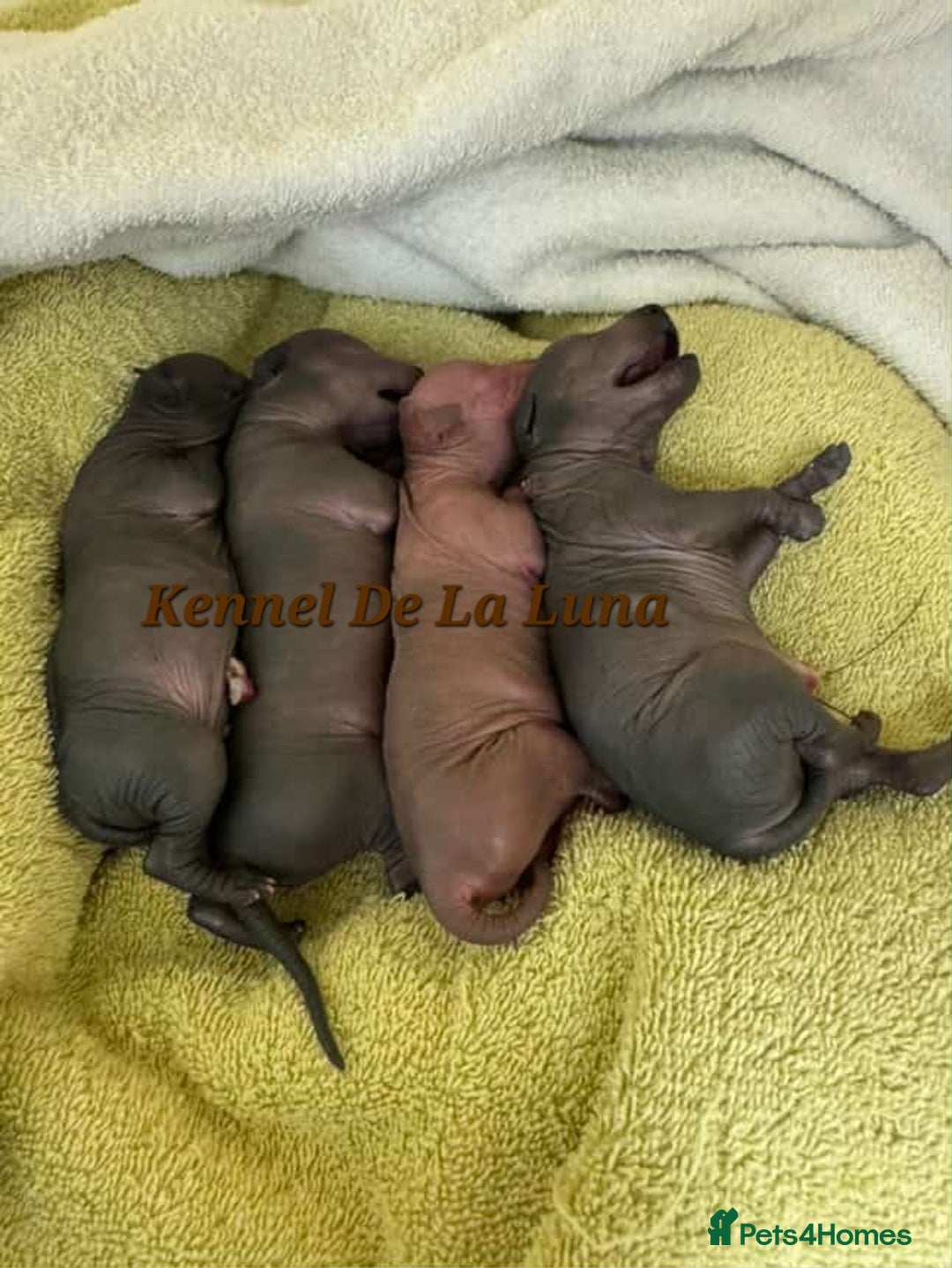 Mexican Hairless dogs for sale: Kc registered Xoloitzcuintle miniature puppies  - Advert 17