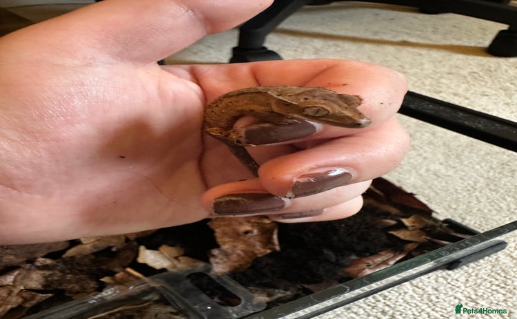 Gecko reptiles - Advert 9