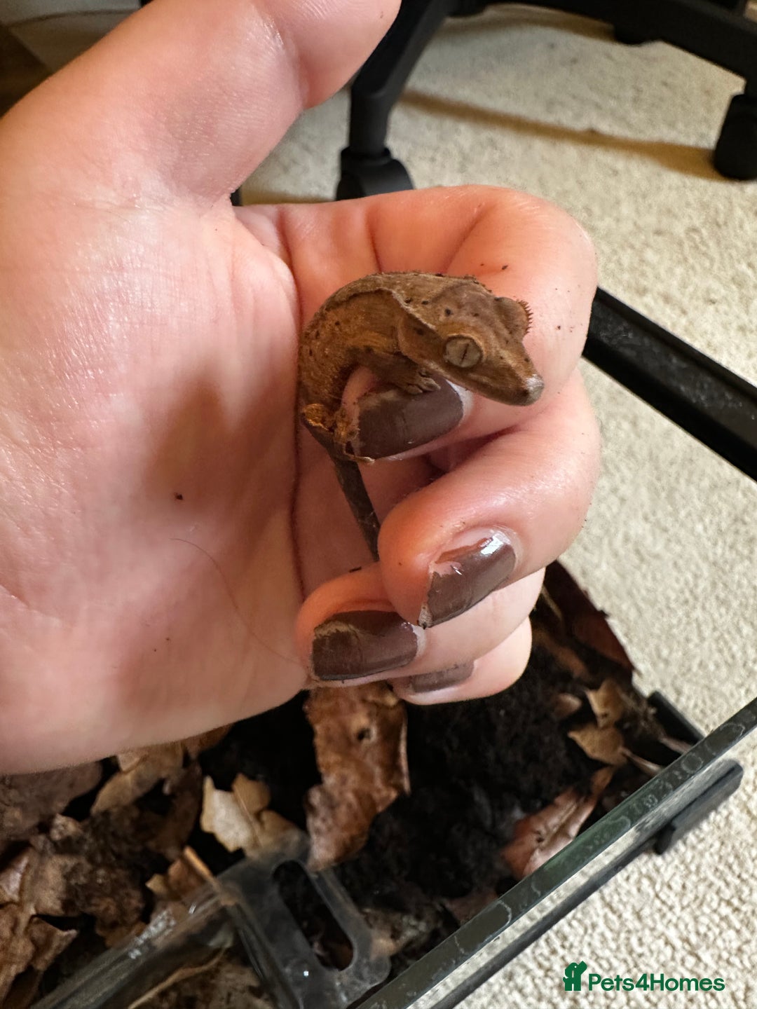 Gecko reptiles for sale: Beautiful Dalmatian Crested Gecko - Image 8