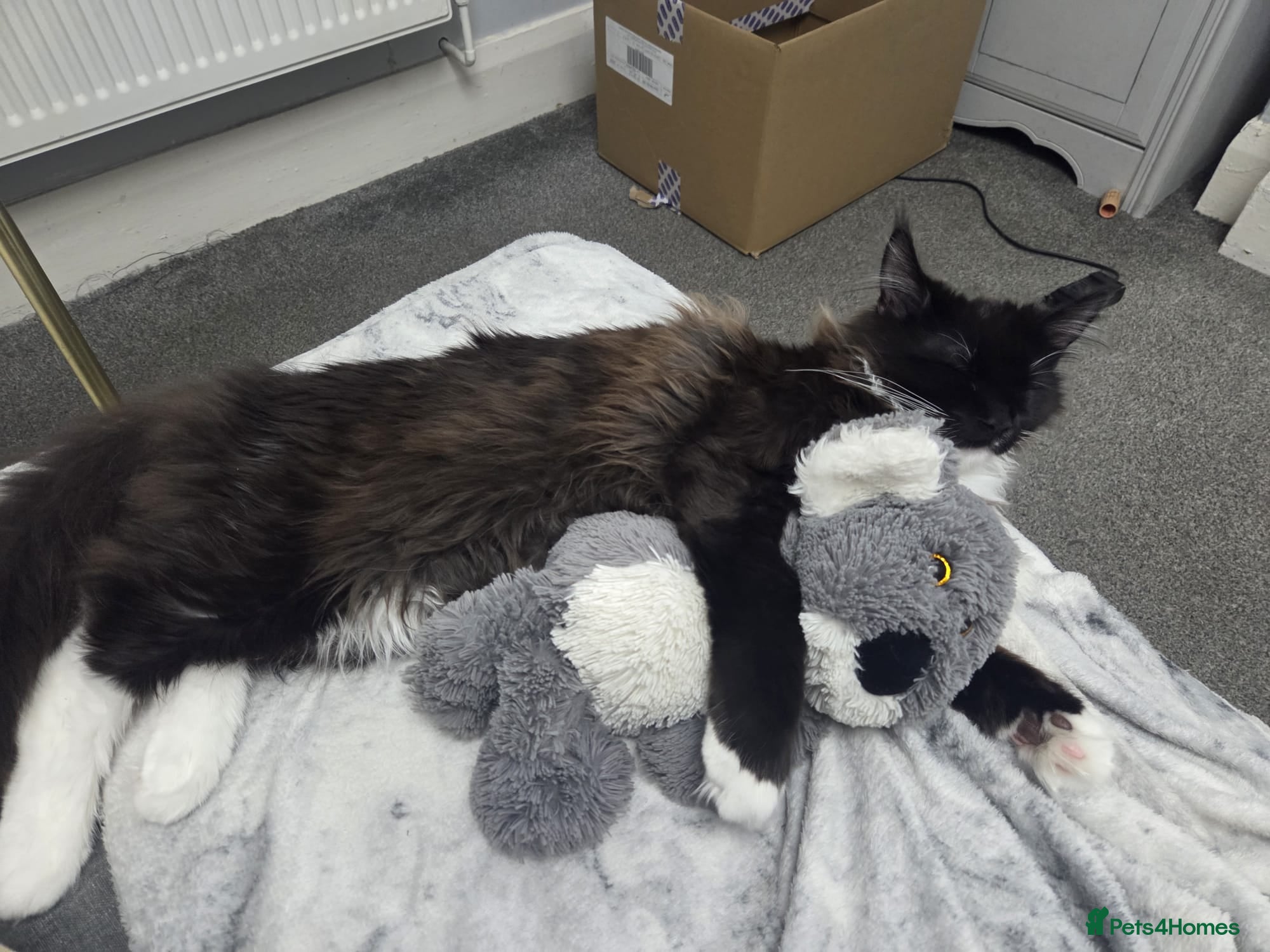Maine Coon cats 2 kittens left XL Maine Coon TICA registered  - Advert 2