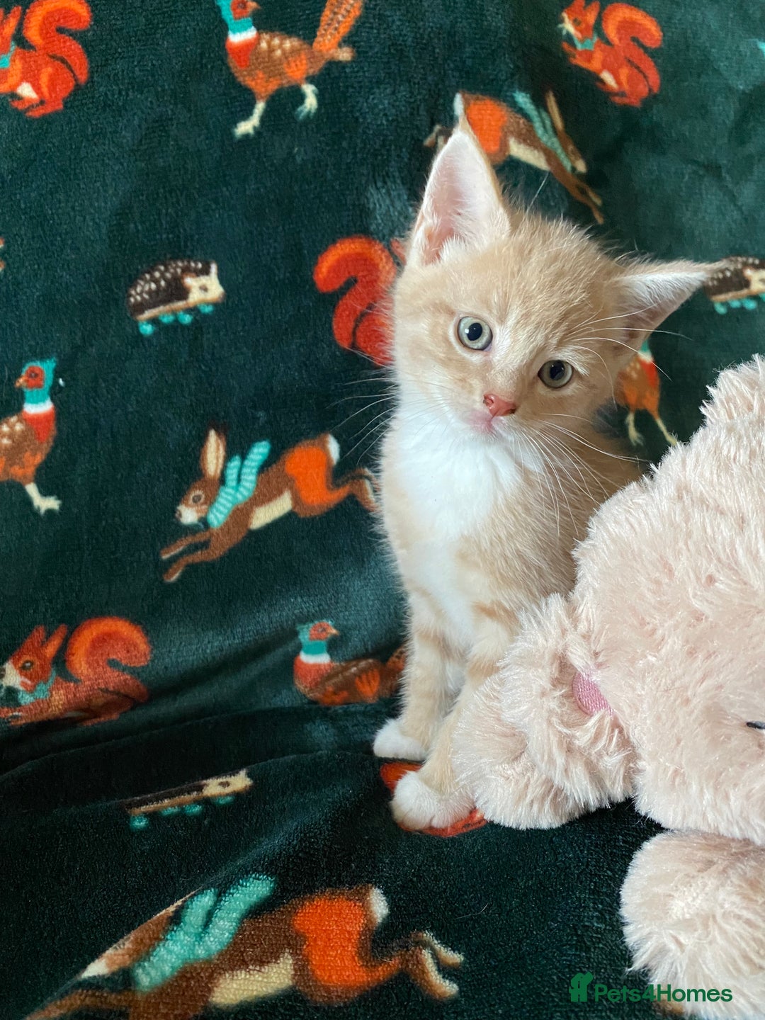 Mixed Breed cats for sale: Maine Coon, BSH, moggy mash ups - Advert 11