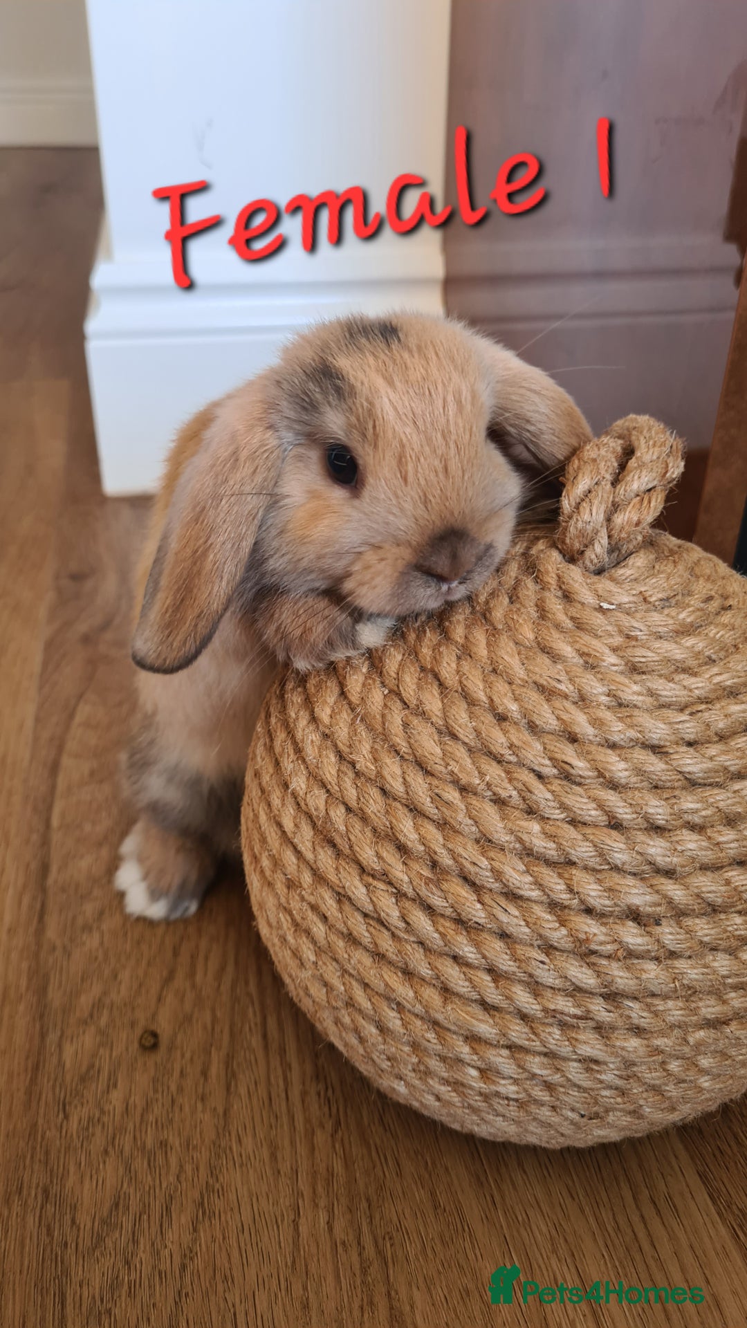 Mini Lop rabbits for sale: 6 Mini Lop Baby Rabbits - 4 females, 2 males - Image 4