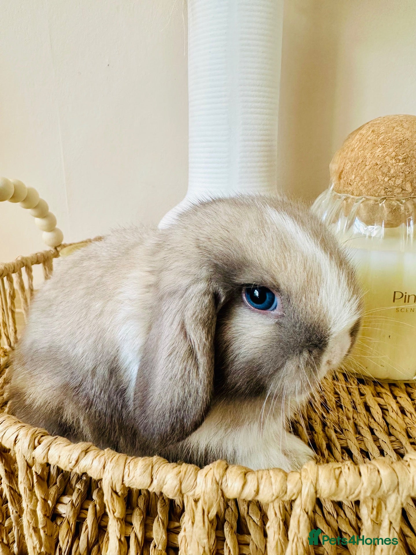 Mini Lop rabbits 7 week old Mini Lops - Advert 2