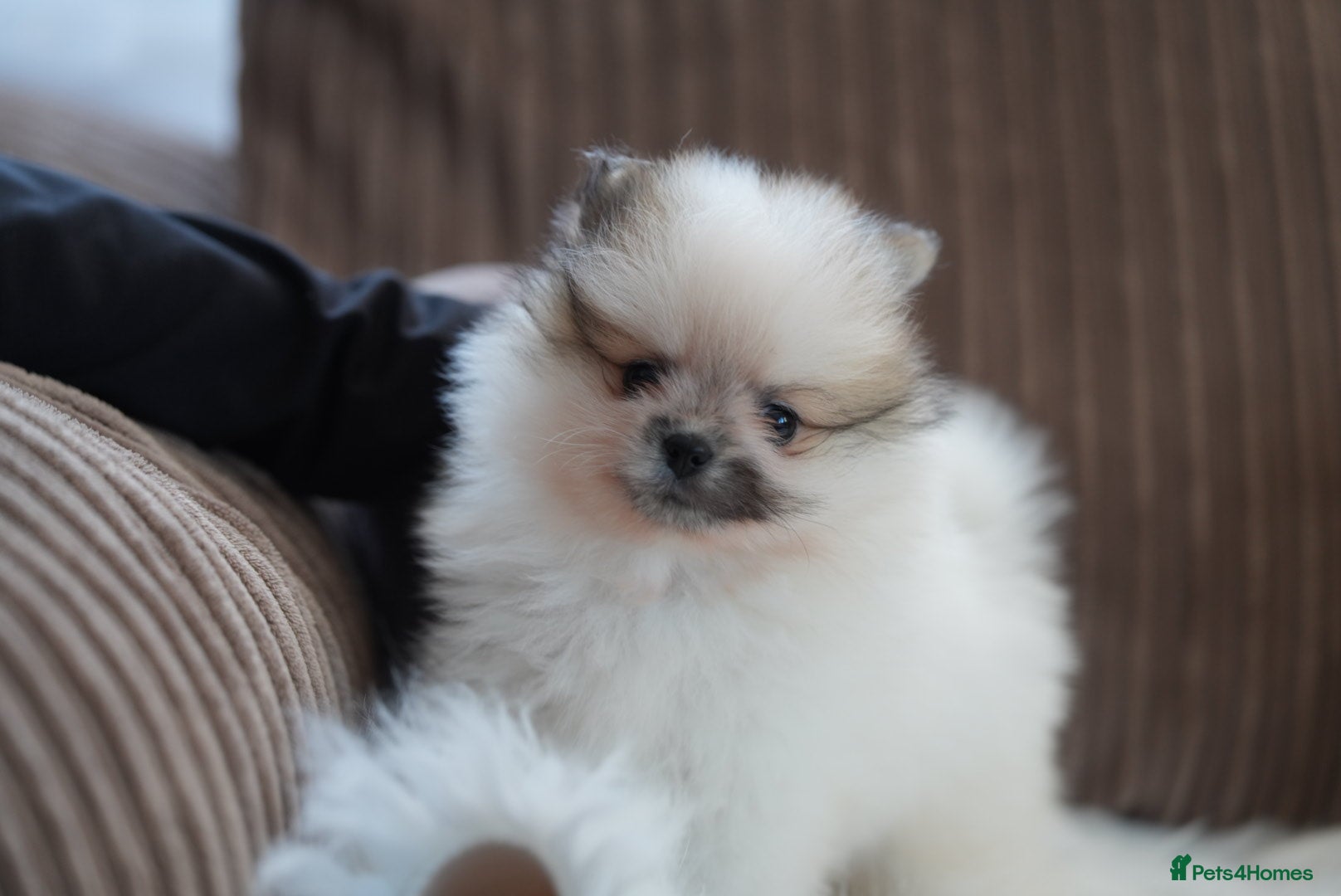 Pomeranian dogs Two cuties are looking for home  - Advert 11