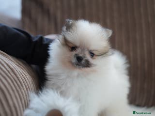 Pomeranian dogs Two cuties are looking for home - Advert 11