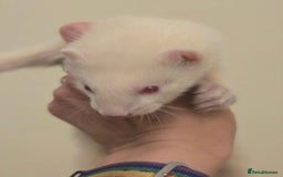 Ferret rodents for sale: Cute pet ferrets - Image 3